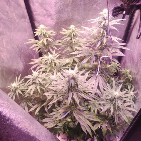 Gorilla Ghost growlog timeline photo