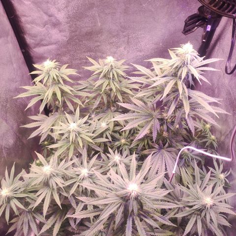 Gorilla Ghost growlog timeline photo
