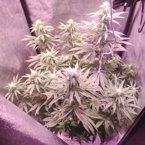 Gorilla Ghost growlog timeline photo