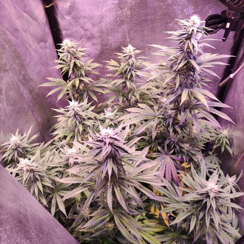 Gorilla Ghost growlog timeline photo