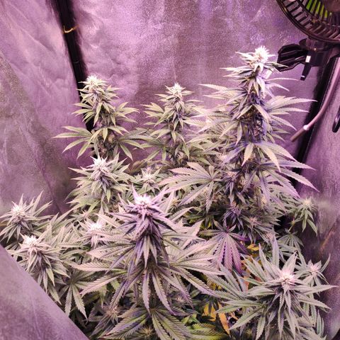 Gorilla Ghost growlog timeline photo