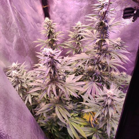 Gorilla Ghost growlog timeline photo