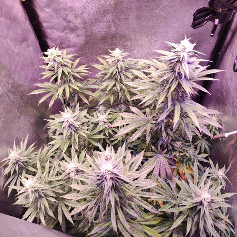 Gorilla Ghost growlog timeline photo