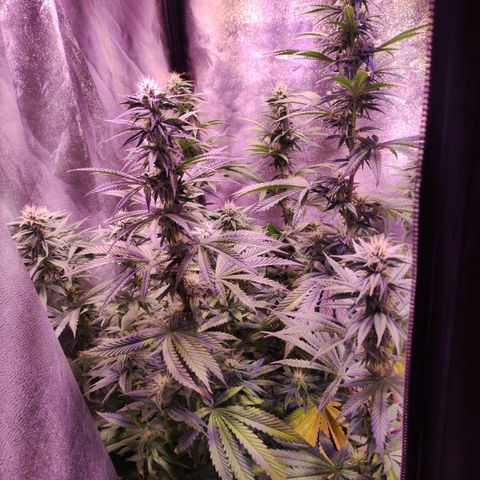 Gorilla Ghost growlog timeline photo