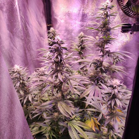 Gorilla Ghost growlog timeline photo