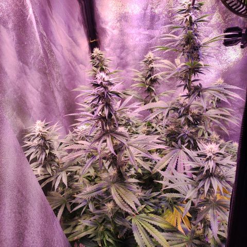 Gorilla Ghost growlog timeline photo