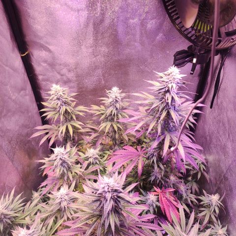Gorilla Ghost growlog timeline photo