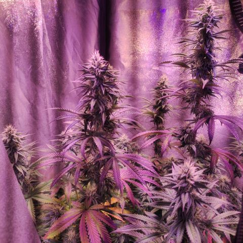Gorilla Ghost growlog timeline photo