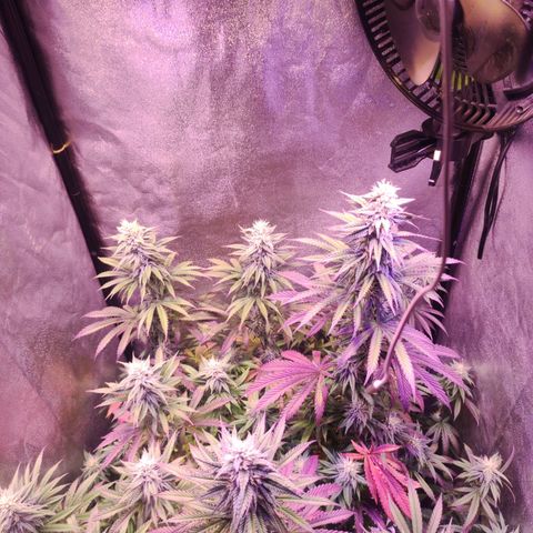 Gorilla Ghost growlog timeline photo