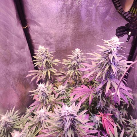 Gorilla Ghost growlog timeline photo