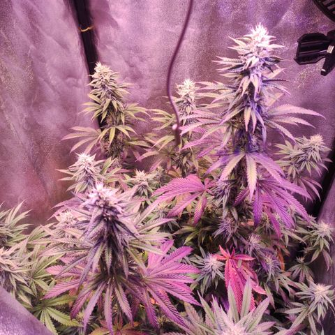 Gorilla Ghost growlog timeline photo