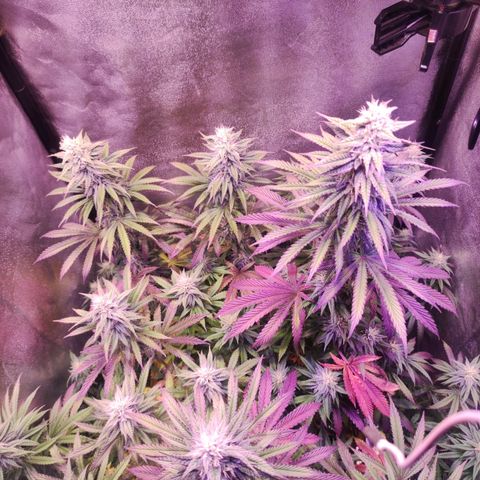 Gorilla Ghost growlog timeline photo