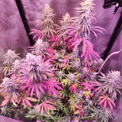 Gorilla Ghost growlog timeline photo
