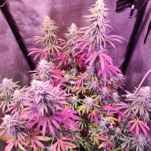 Gorilla Ghost growlog timeline photo