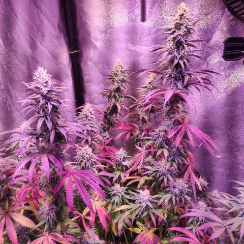 Gorilla Ghost growlog timeline photo