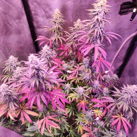 Gorilla Ghost growlog timeline photo