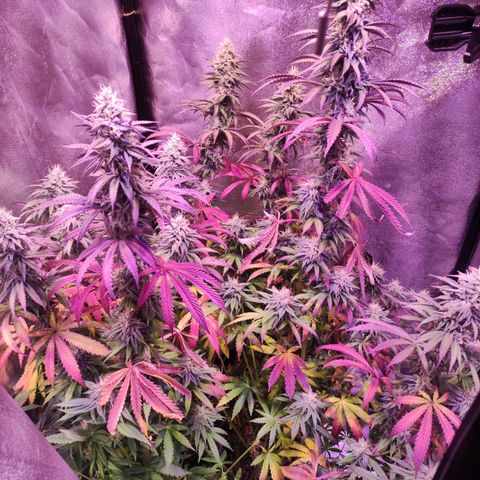 Gorilla Ghost growlog timeline photo