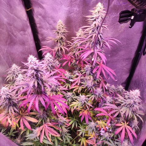 Gorilla Ghost growlog timeline photo