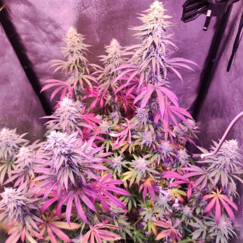 Gorilla Ghost growlog timeline photo
