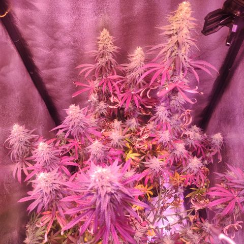 Gorilla Ghost growlog timeline photo