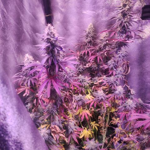 Gorilla Ghost growlog timeline photo