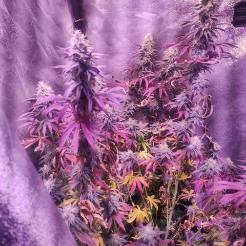 Gorilla Ghost growlog timeline photo