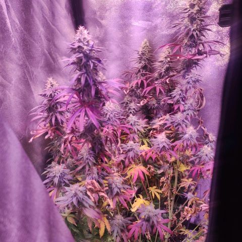 Gorilla Ghost growlog timeline photo
