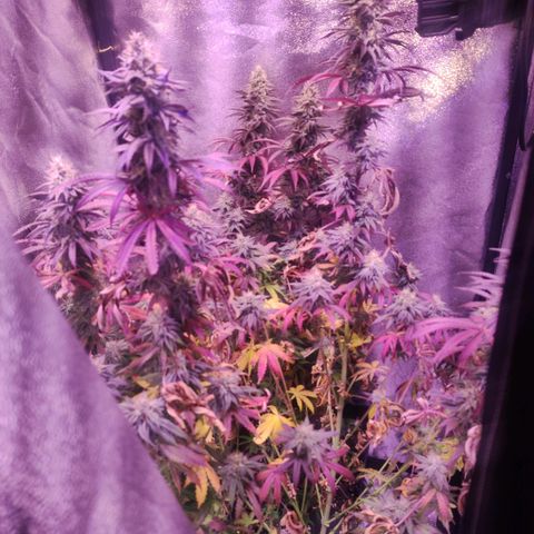Gorilla Ghost growlog timeline photo