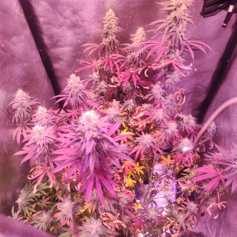 Gorilla Ghost growlog timeline photo