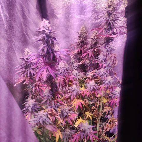 Gorilla Ghost growlog timeline photo