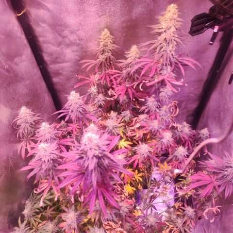Gorilla Ghost growlog timeline photo