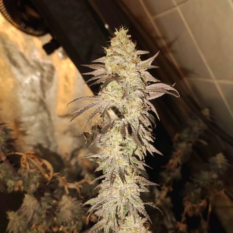 Gorilla Ghost growlog timeline photo