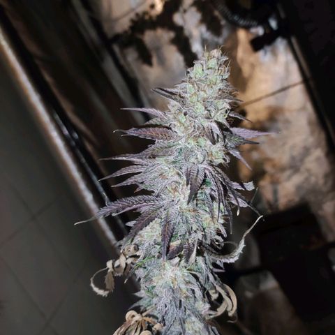 Gorilla Ghost growlog timeline photo