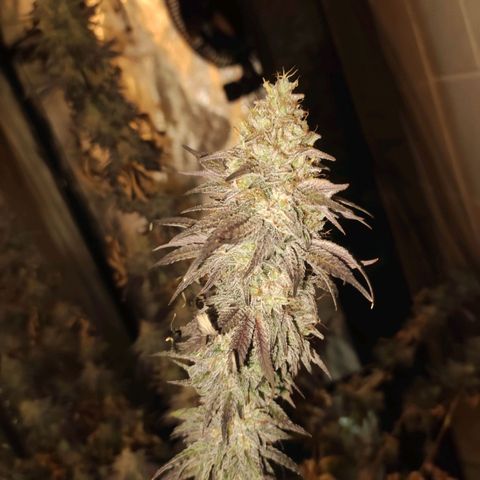 Gorilla Ghost growlog timeline photo