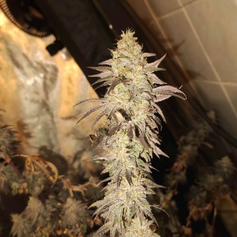 Gorilla Ghost growlog timeline photo