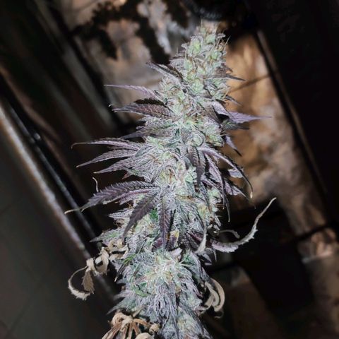 Gorilla Ghost growlog timeline photo