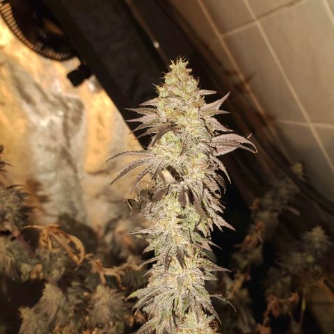Gorilla Ghost growlog timeline photo