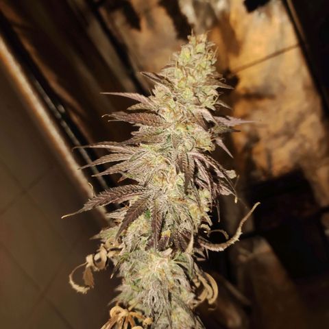 Gorilla Ghost growlog timeline photo
