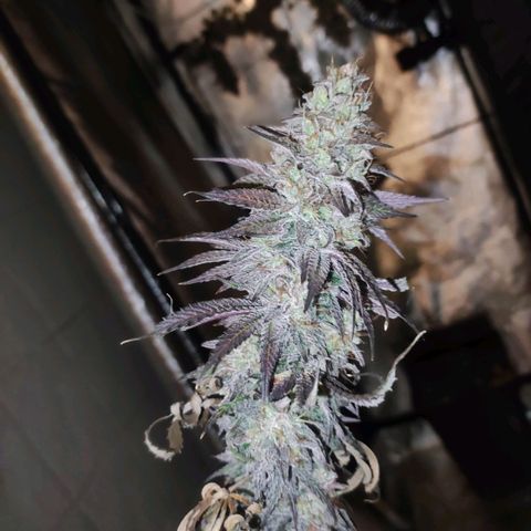Gorilla Ghost growlog timeline photo