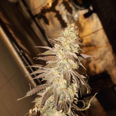 Gorilla Ghost growlog timeline photo
