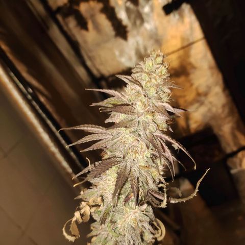 Gorilla Ghost growlog timeline photo