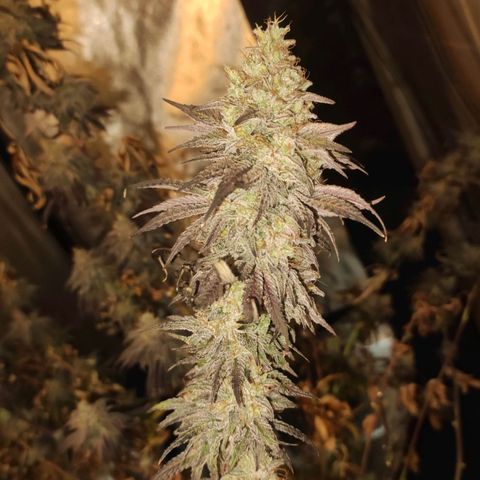 Gorilla Ghost growlog timeline photo