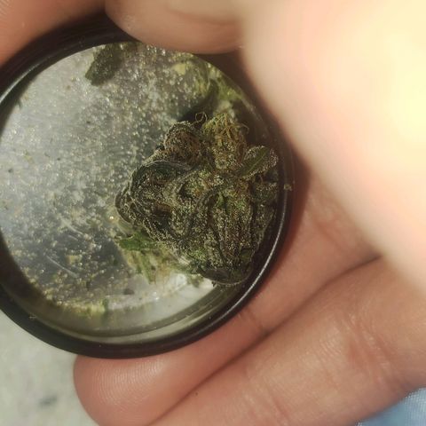 Gorilla Ghost growlog timeline photo
