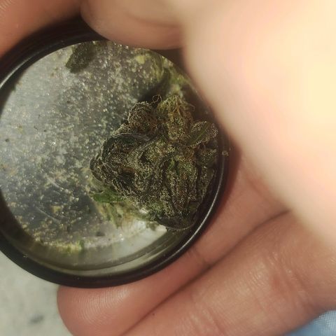 Gorilla Ghost growlog timeline photo