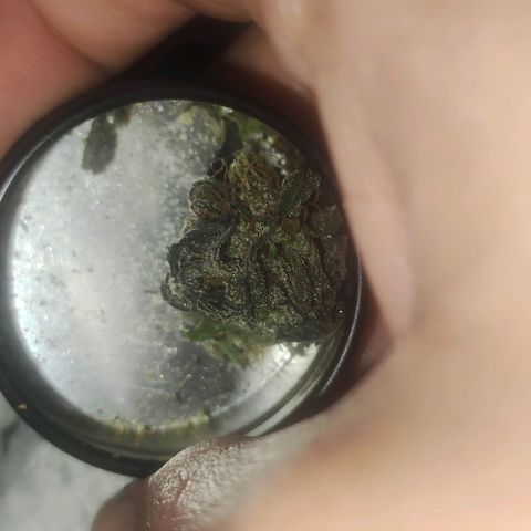 Gorilla Ghost growlog timeline photo