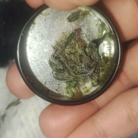Gorilla Ghost growlog timeline photo
