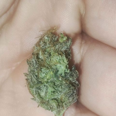 Gorilla Ghost growlog timeline photo