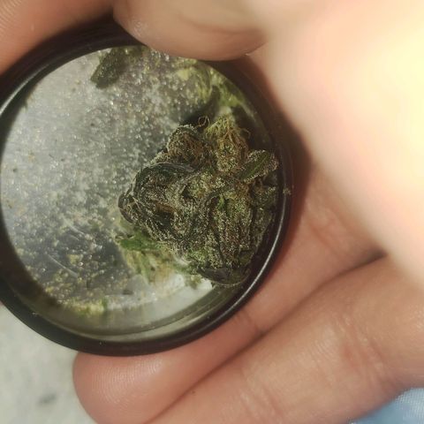 Gorilla Ghost growlog timeline photo