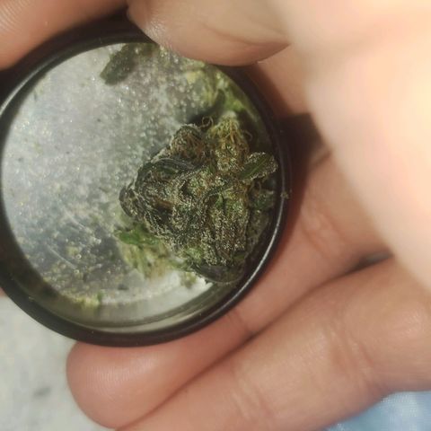 Gorilla Ghost growlog timeline photo