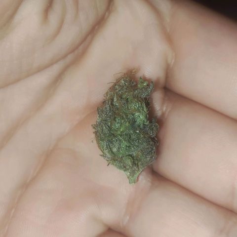 Gorilla Ghost growlog timeline photo